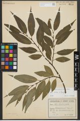 Foto von Salix alba L. x Salix fragilis L.